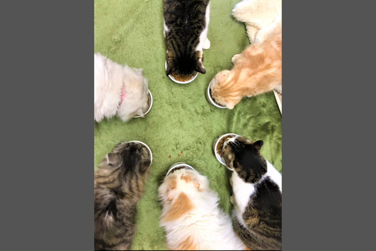 趣味の猫です!